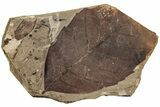 Fossil Leaf (Betula) - McAbee, BC #226130-1